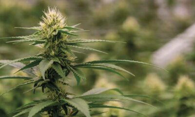 Colombia relanza la legalización del cannabis