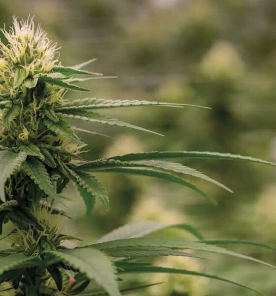 Colombia relanza la legalización del cannabis