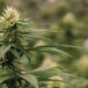 Colombia relanza la legalización del cannabis