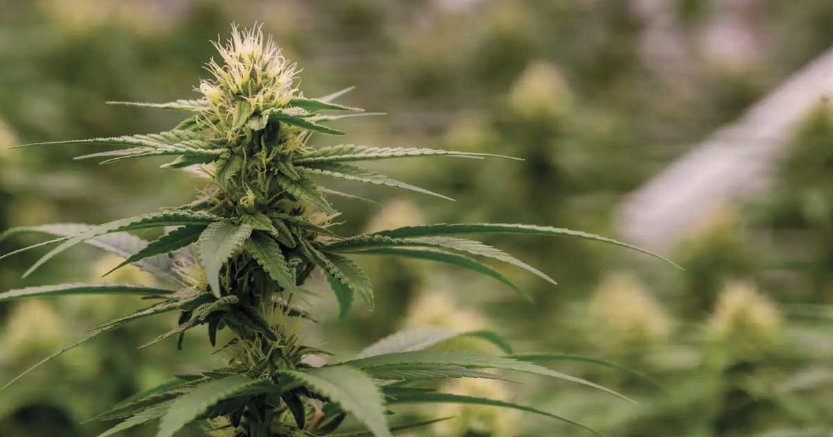 Colombia relanza la legalización del cannabis