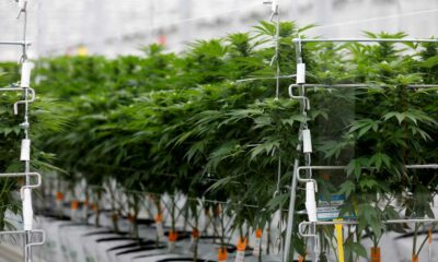 Encuesta sobre el cannabis medicinal en Francia