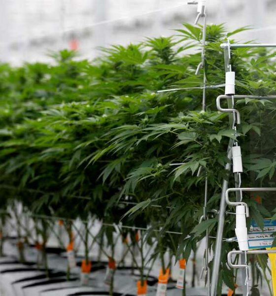 Encuesta sobre el cannabis medicinal en Francia