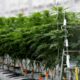 Encuesta sobre el cannabis medicinal en Francia