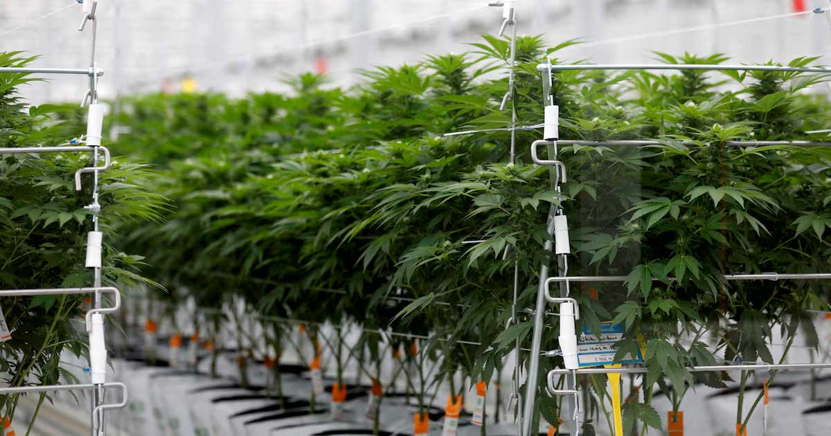 Encuesta sobre el cannabis medicinal en Francia