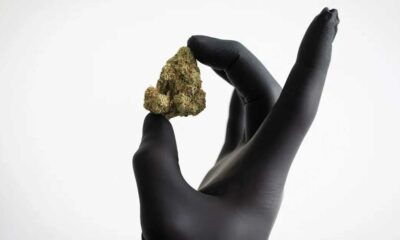 Reembolso de las flores de cannabis en Alemania