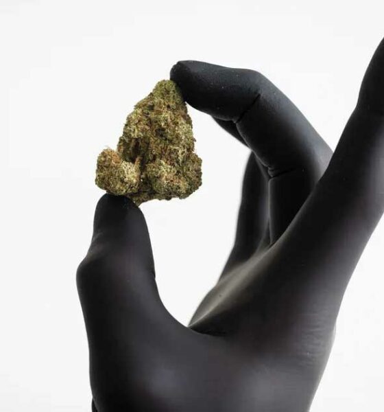 Reembolso de las flores de cannabis en Alemania