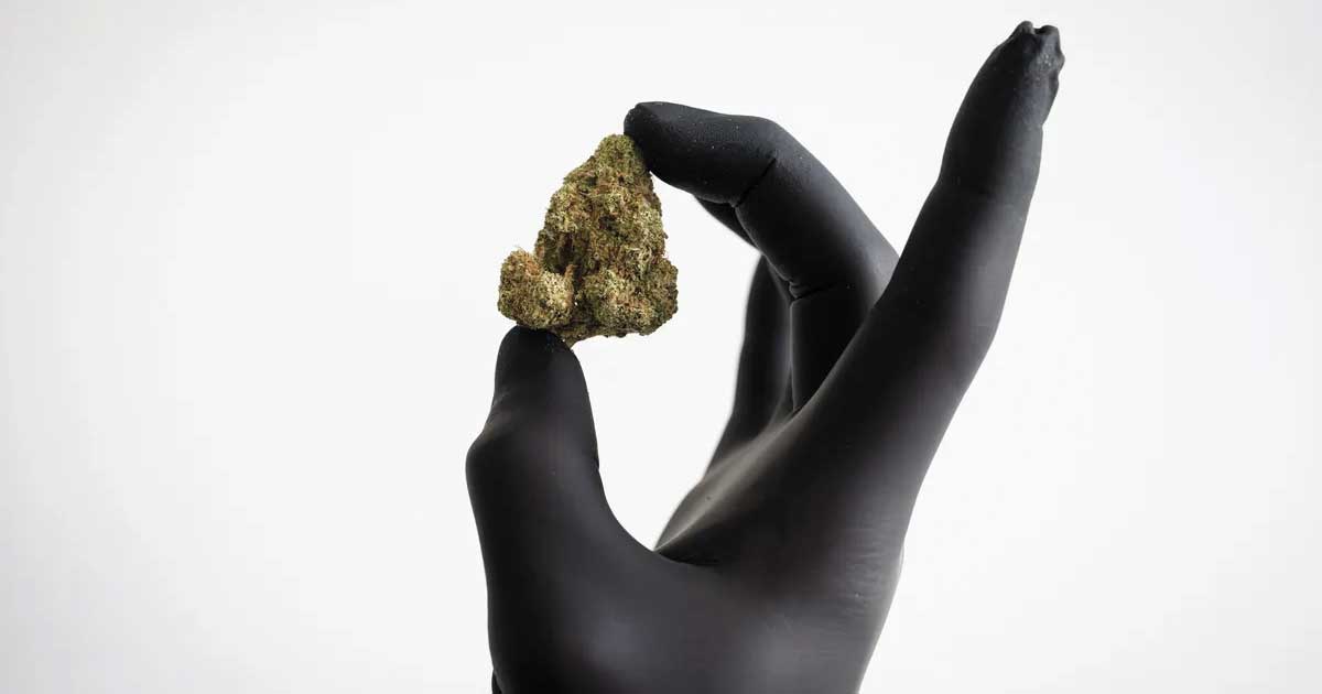 Reembolso de las flores de cannabis en Alemania