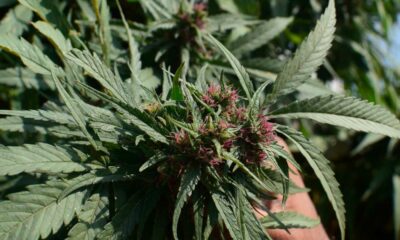 Organismo regulador del cannabis en Pakistán
