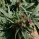 Organismo regulador del cannabis en Pakistán