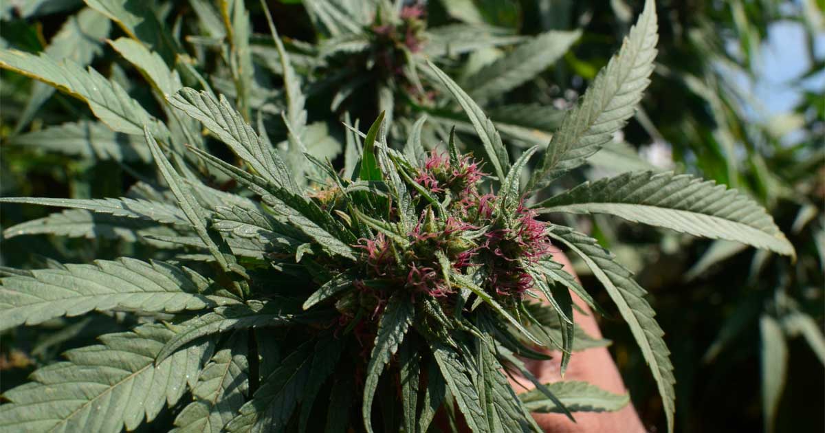Organismo regulador del cannabis en Pakistán
