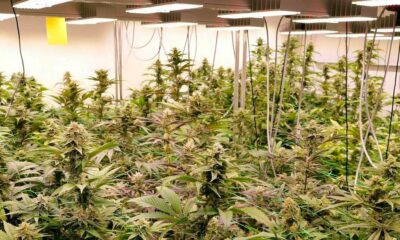 Proyecto piloto de cannabis recreativo en Alemania
