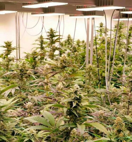 Proyecto piloto de cannabis recreativo en Alemania