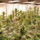 Proyecto piloto de cannabis recreativo en Alemania