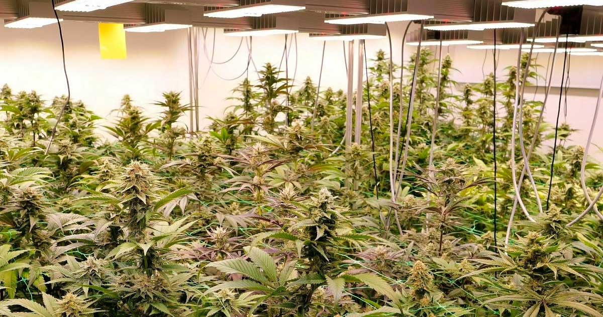 Proyecto piloto de cannabis recreativo en Alemania