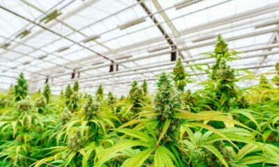 Debate sobre la legalización del cannabis en Argentina