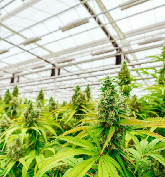 Debate sobre la legalización del cannabis en Argentina