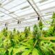 Debate sobre la legalización del cannabis en Argentina
