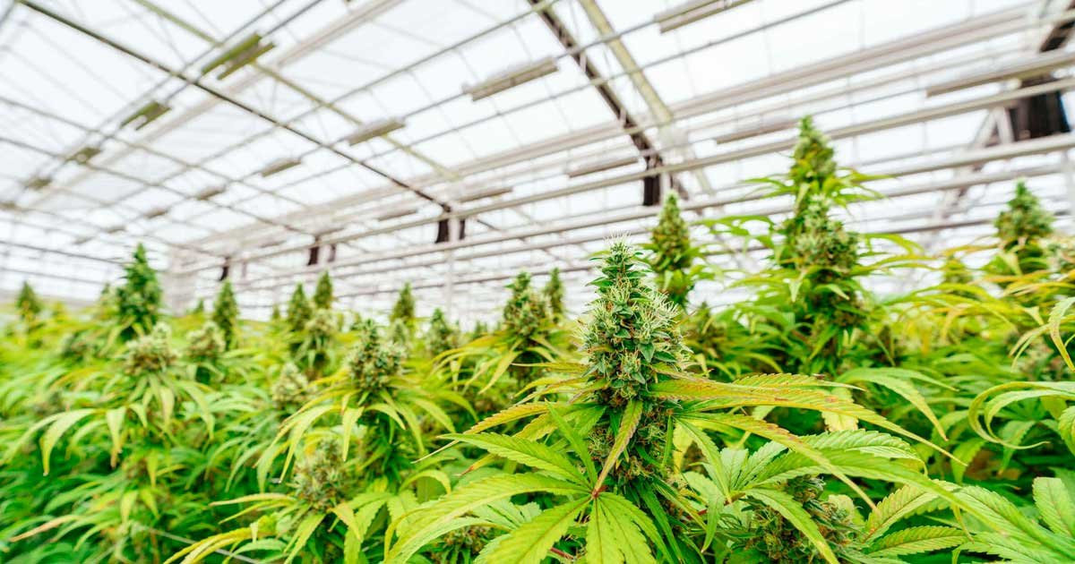 Debate sobre la legalización del cannabis en Argentina