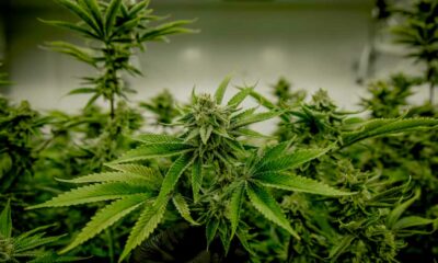 Cannabis y testosterona