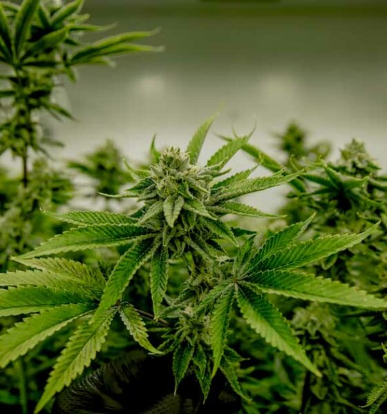 Cannabis y testosterona