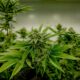 Cannabis y testosterona