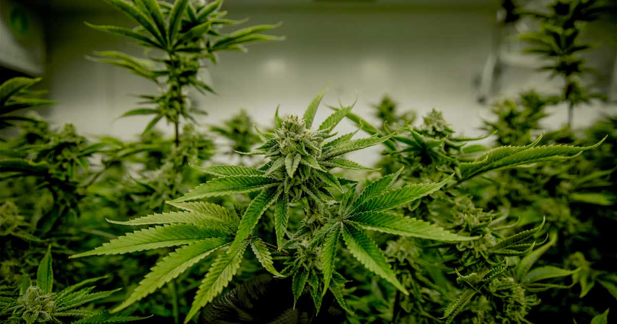 Cannabis y testosterona