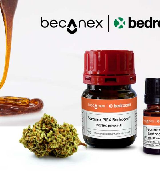 Concentrado de cannabis Bedrocan
