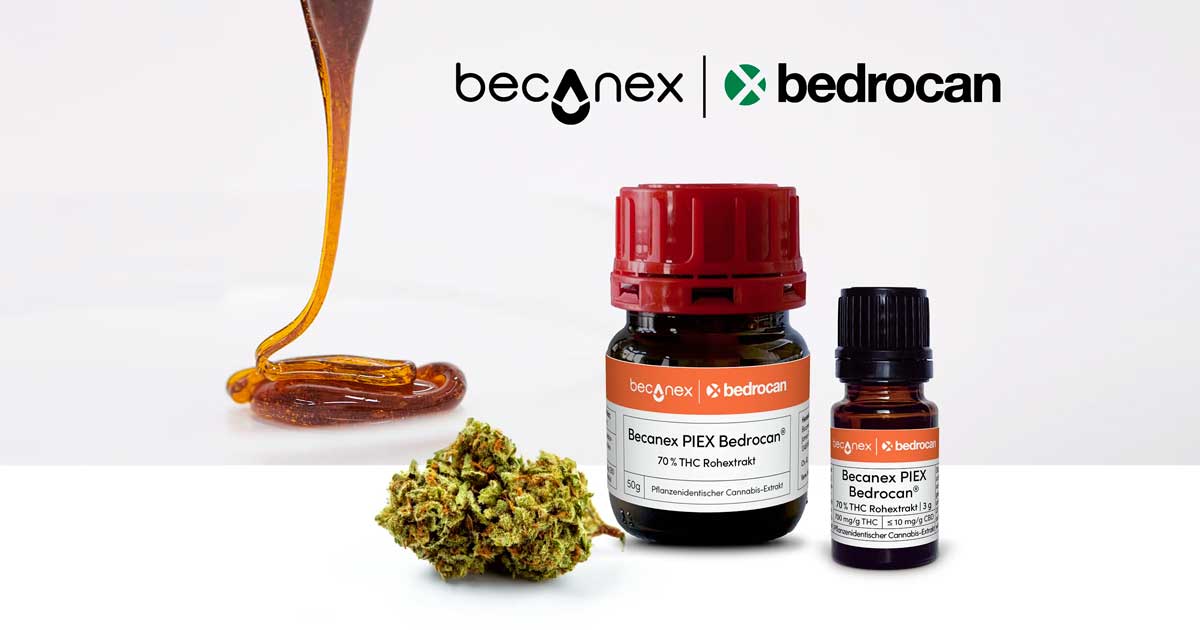 Concentrado de cannabis Bedrocan