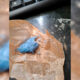 Hachís azul en PINACA