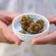 Importación de cannabis medicinal en Alemania
