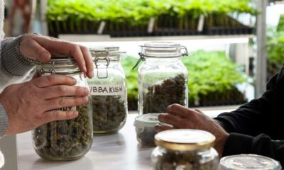 El cannabis reduce las sobredosis de opiáceos