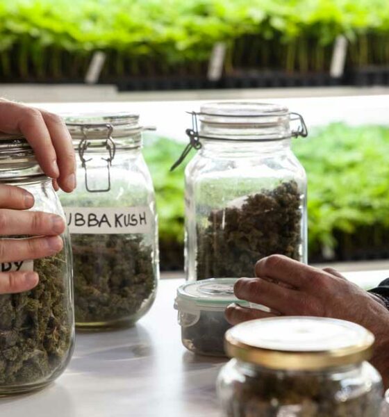 El cannabis reduce las sobredosis de opiáceos