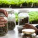 El cannabis reduce las sobredosis de opiáceos
