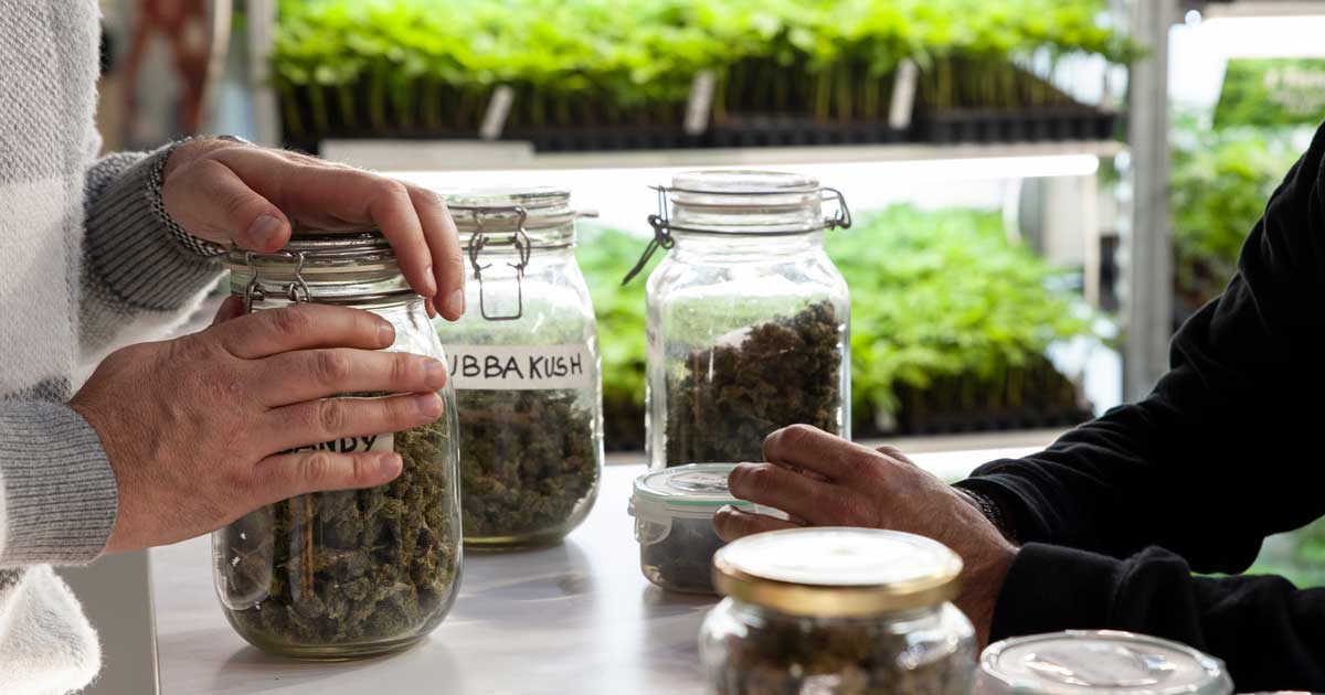 El cannabis reduce las sobredosis de opiáceos