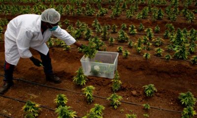 A la espera de la legalización del cannabis en Sudáfrica