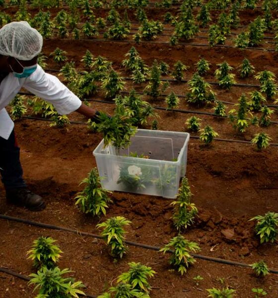 A la espera de la legalización del cannabis en Sudáfrica