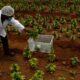 A la espera de la legalización del cannabis en Sudáfrica