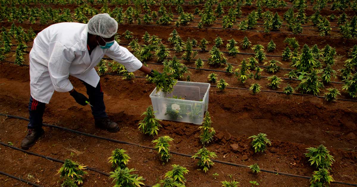 A la espera de la legalización del cannabis en Sudáfrica