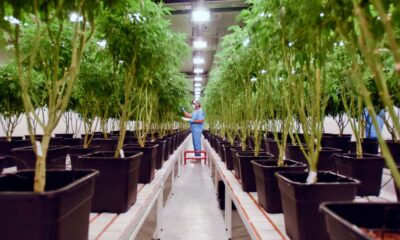 Integración del cannabis en el sistema sanitario uruguayo