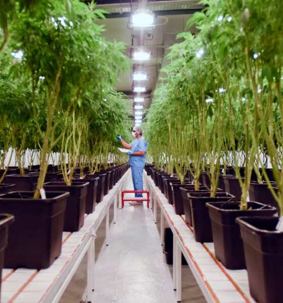 Integración del cannabis en el sistema sanitario uruguayo