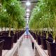 Integración del cannabis en el sistema sanitario uruguayo
