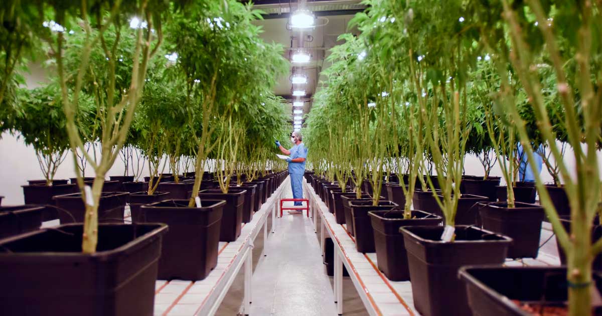 Integración del cannabis en el sistema sanitario uruguayo