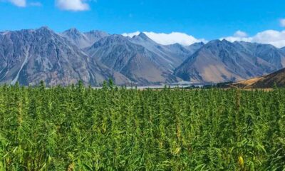 Cáñamo con un 1 % de THC en Nueva Zelanda
