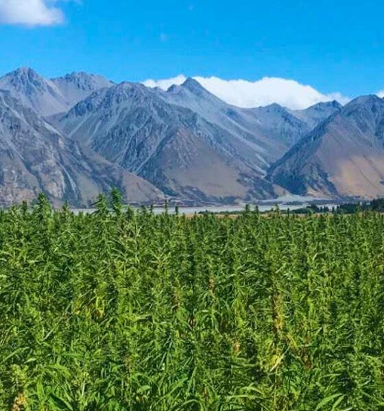 Cáñamo con un 1 % de THC en Nueva Zelanda