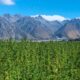 Cáñamo con un 1 % de THC en Nueva Zelanda