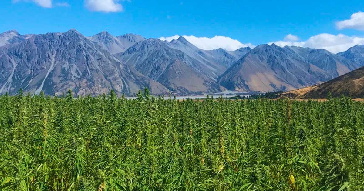 Cáñamo con un 1 % de THC en Nueva Zelanda