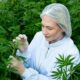 Cáñamo con un 1 % de THC en Brasil