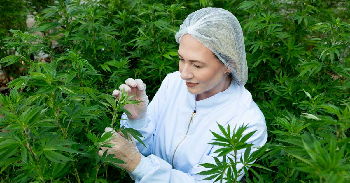 Cáñamo con un 1 % de THC en Brasil