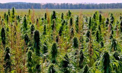 Límite del 1 % de THC en el cáñamo en Canadá
