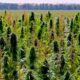 Límite del 1 % de THC en el cáñamo en Canadá